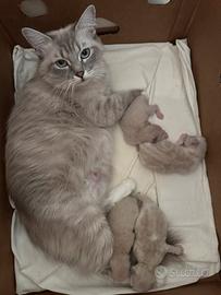 Cuccioli Ragdoll nati il 13 luglio senza pedigree
