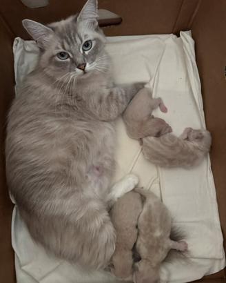 Cuccioli Ragdoll nati il 13 luglio senza pedigree