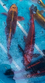 Carpe koi giapponesi riproduttori