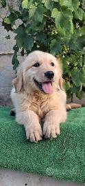 Golden retriver