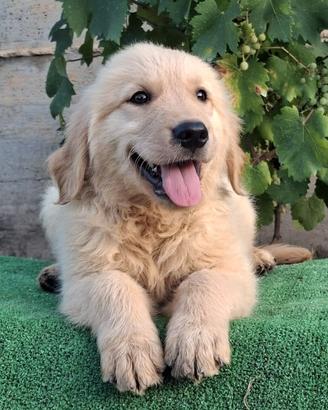Golden retriver