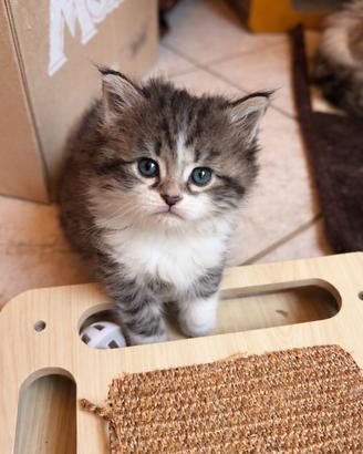 Gatti siberiani