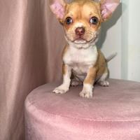 Chihuahua mini toy