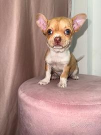 Chihuahua mini toy