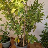 pianta di limone h. 170 con limoni limonaia