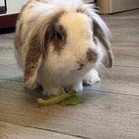 Coniglio ariete nano