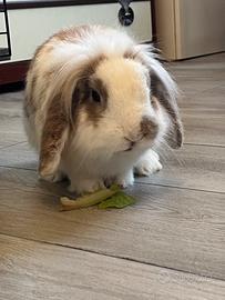 Coniglio ariete nano