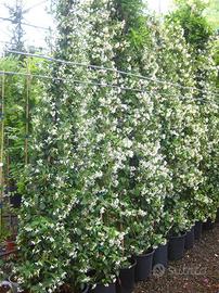 Gelsomino altezza 3mt