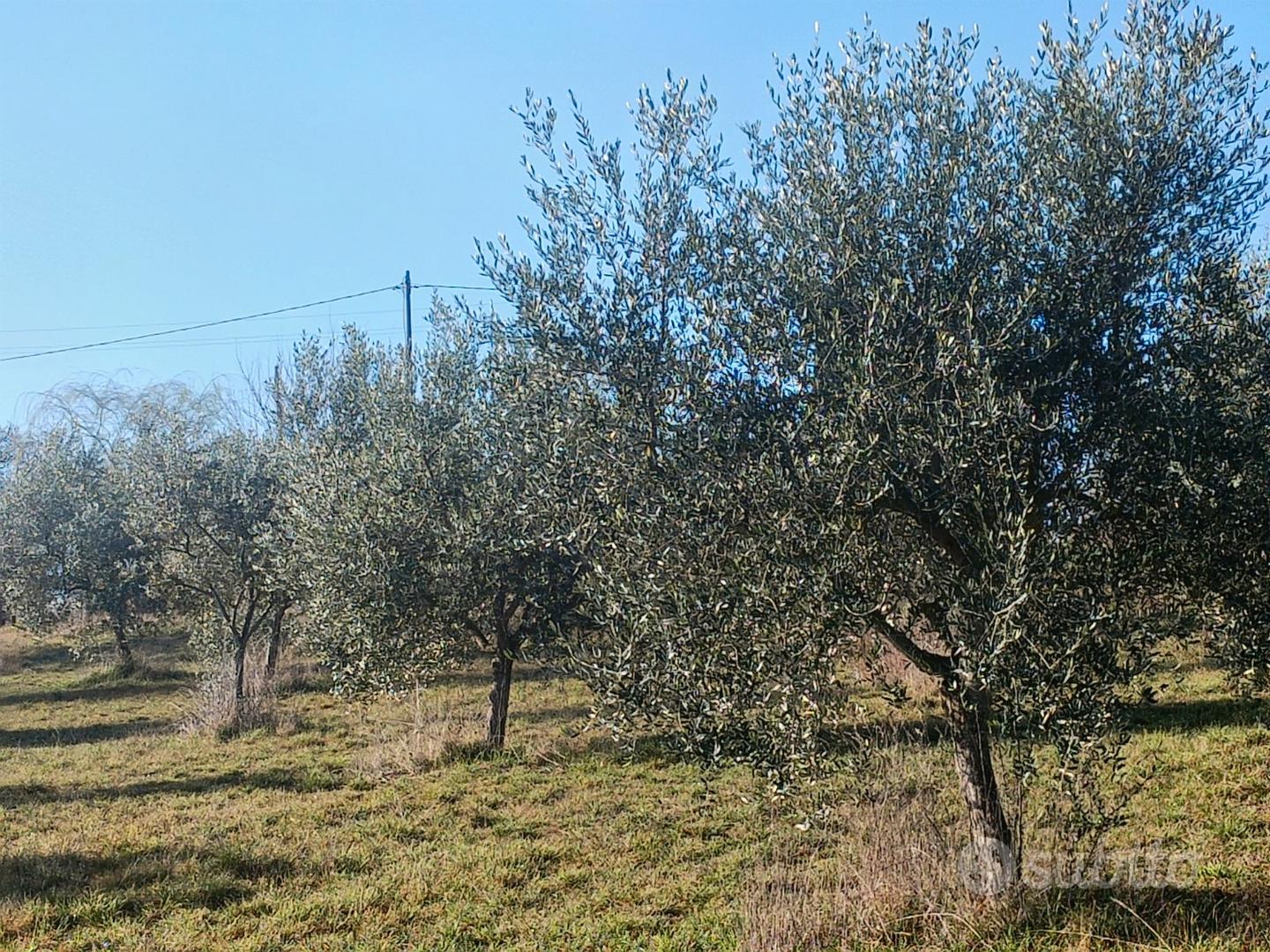 Rustico da ricostruire - Vista 5