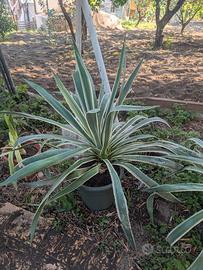 Agave rara