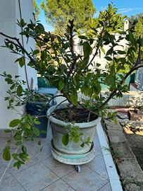 Piante di limoni in produzione - anche singole
