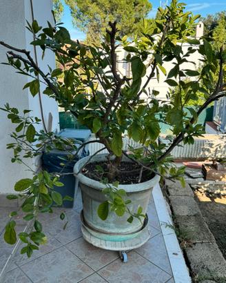 Piante di limoni in produzione - anche singole