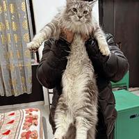Maine Coon Gigante A.G.XL