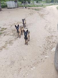 Cuccioli femmina di Pastore Belga Malinois