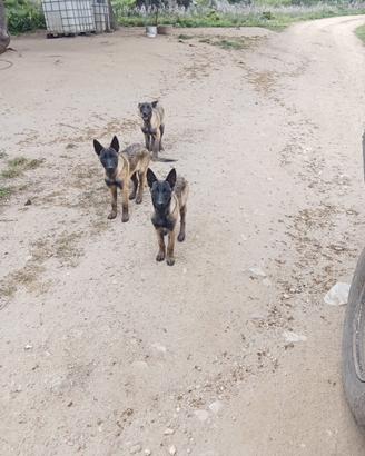 Cuccioli femmina di Pastore Belga Malinois