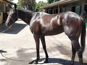 Cavallo castrone psi