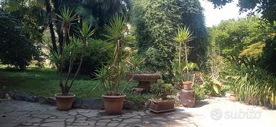 Yucche vaso giardino 