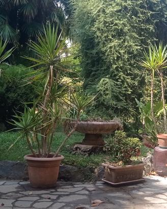 Yucche vaso giardino 