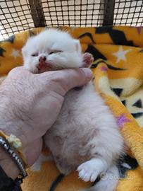 Gattini di Pura Razza British Shorthair