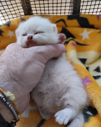 Gattini di Pura Razza British Shorthair