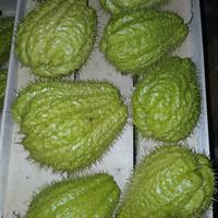 zucchine spinose o chayote