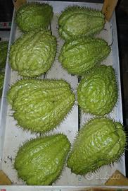 zucchine spinose o chayote