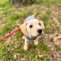 Cucciolo di cane meticcio