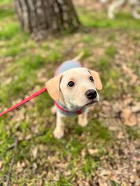 Cucciolo di cane meticcio