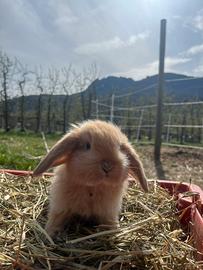 Cuccioli di coniglio