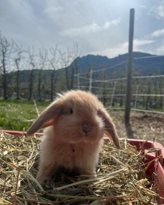 Cuccioli di coniglio