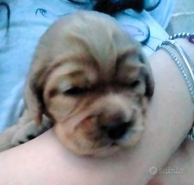 Disponibili cuccioli di cocker