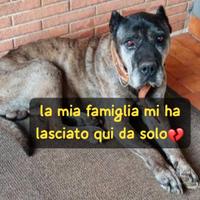Arturo - dogo delle canarie -8 anni