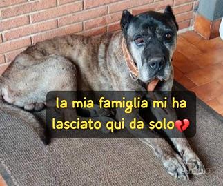 Arturo - dogo delle canarie -8 anni