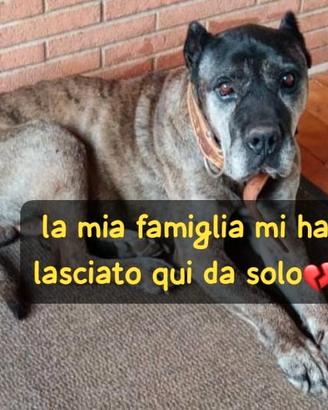 Arturo - dogo delle canarie -8 anni