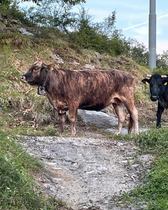 Meticcia Angus