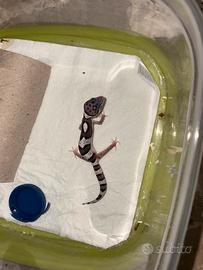Geco leopardino black night mack snow