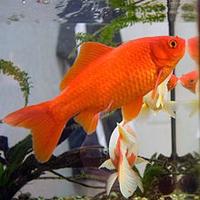 Pesci rossi