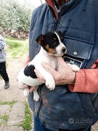 Cuccioli jack russell