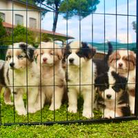Pastore australiano Australian Shepherd CUCCIOLI