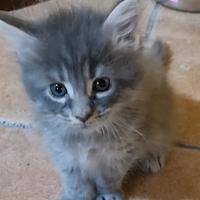 Splendidi cuccioli maine coon pedigree anfi