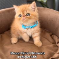 Cuccioli Exotic Shorthair