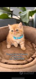 Cuccioli Exotic Shorthair