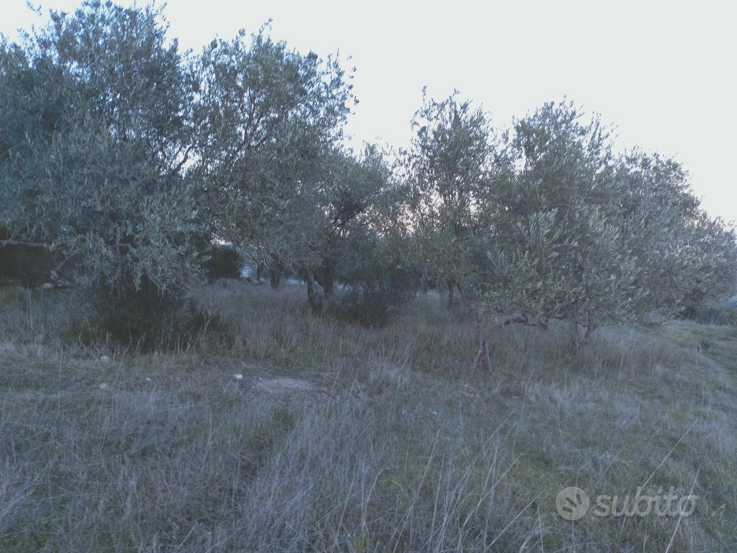 Terreno oliveto martis - Altro