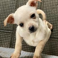 Chihuahua Cucciolo Maschio,Nato il 13/11/2025