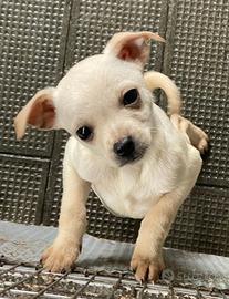 Chihuahua Cucciolo Maschio,Nato il 13/11/2025