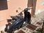 Immagine 6