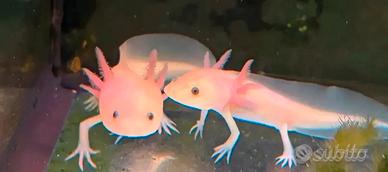 Axolotl