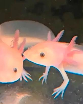 Axolotl