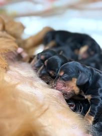 Cocker spaniel inglese