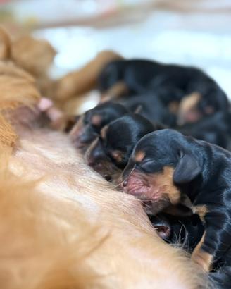 Cocker spaniel inglese